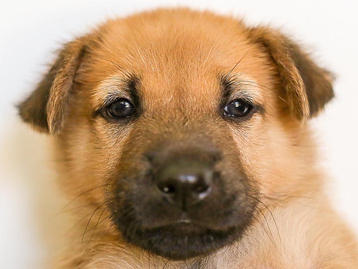 chinook puppy